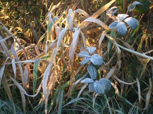 frost-websize A Frosty Irish Christmas