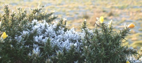 whin1 The whin flower blooms even in the frost, proving that kissing is never out of season.